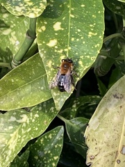 Andrena nitida