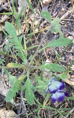 Phacelia davidsonii