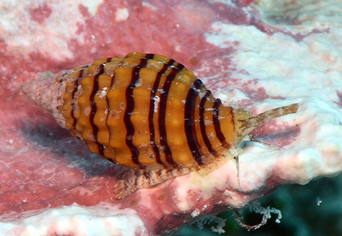 Vexillum unifasciale