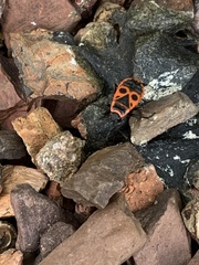 Pyrrhocoris apterus