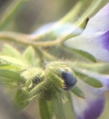 Phacelia davidsonii