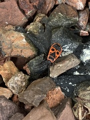 Pyrrhocoris apterus
