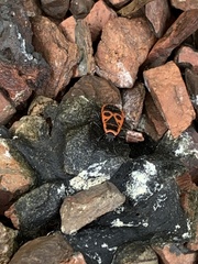 Pyrrhocoris apterus
