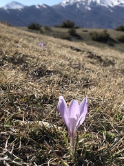 Crocus neapolitanus