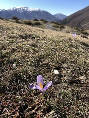 Crocus neapolitanus