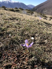 Crocus neapolitanus