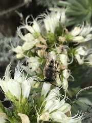 Eucera gracilipes