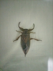 Lethocerus cordofanus
