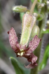 Hesperis tristis