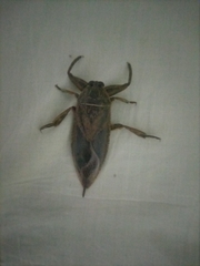 Lethocerus cordofanus