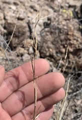 Muhlenbergia porteri