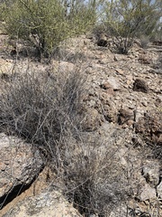 Muhlenbergia porteri