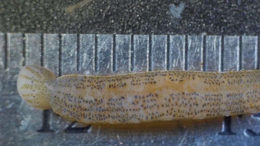 Fish Leech