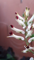 Fumaria flabellata