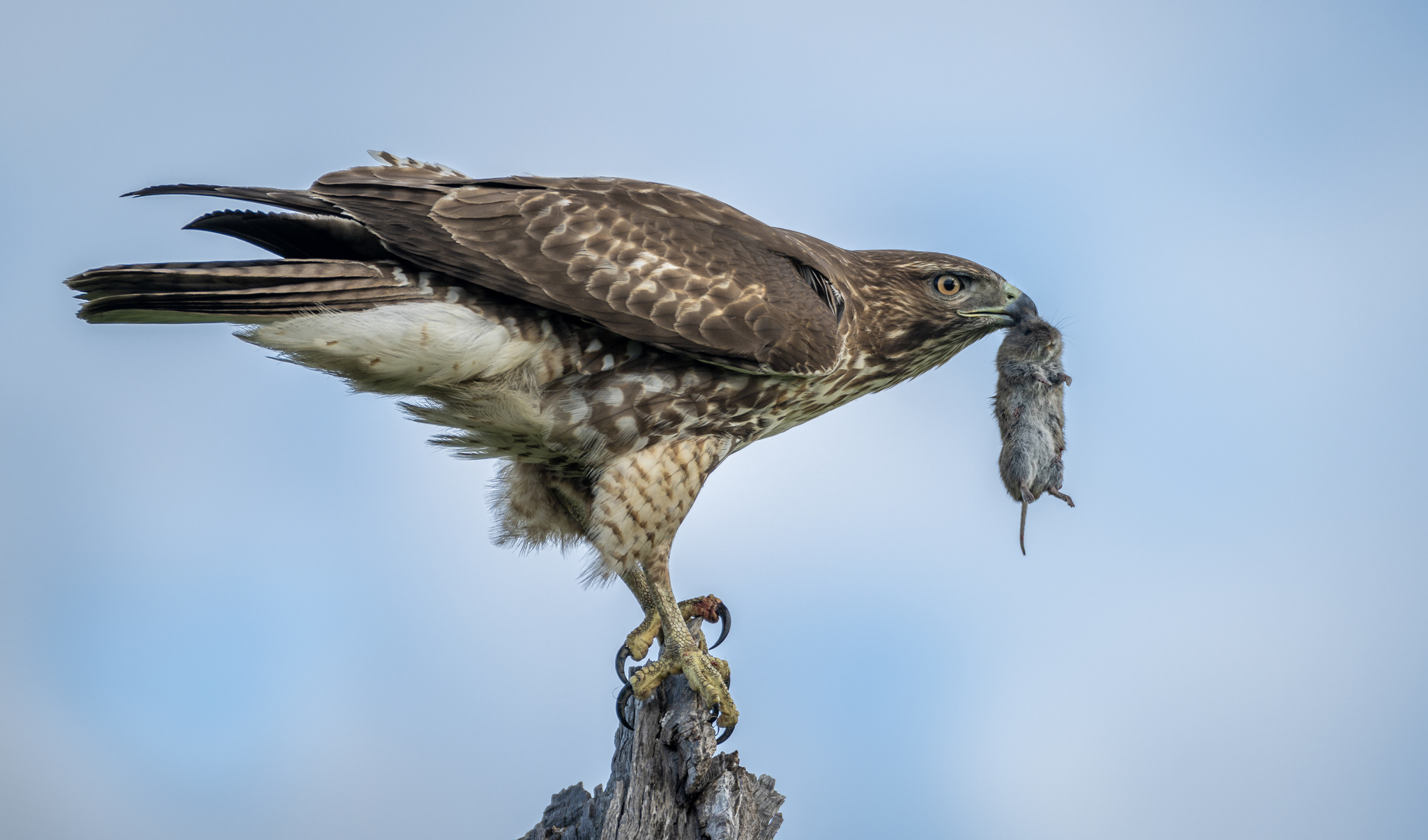 Aguililla Cola Roja (Buteo jamaicensis) · NaturaLista Mexico