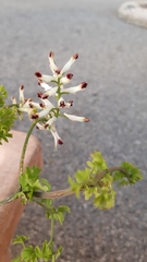 Fumaria flabellata