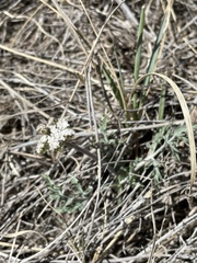 Lomatium orientale