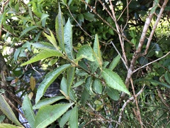 Callicarpa tikusikensis