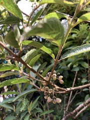 Callicarpa tikusikensis