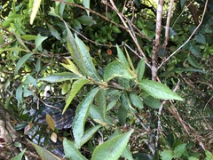 Callicarpa tikusikensis