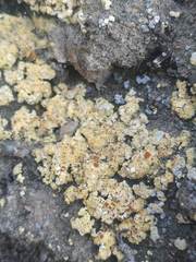 Squamarina lentigera