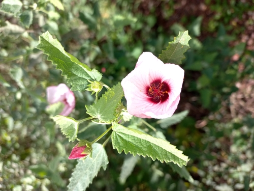 Pavonia xanthogloea, photograph 4