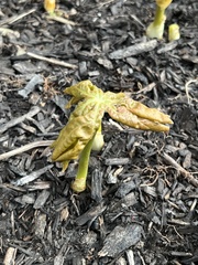 Podophyllum peltatum