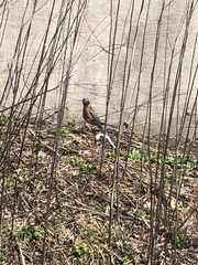 Turdus migratorius