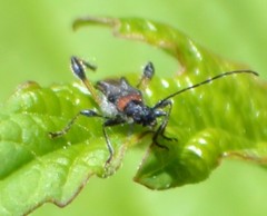 Callimoxys fuscipennis