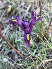 Iris reticulata