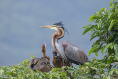 Purple Heron photo 6