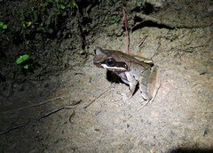 Xenophrys glandulosa