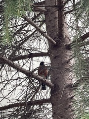 Turdus migratorius