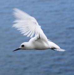 White Tern photo 4
