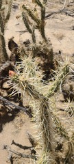 Cylindropuntia sanfelipensis