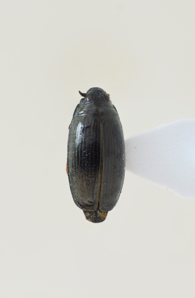 Gyrinus paykulli
