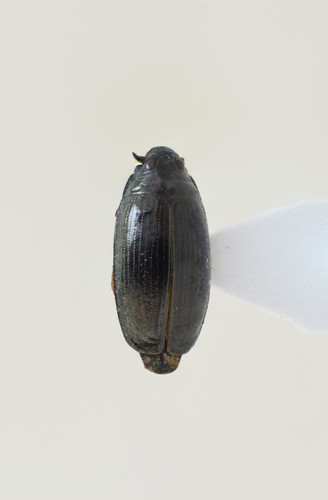 Gyrinus paykulli