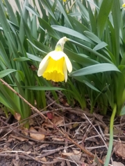 Narcissus