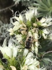 Eucera gracilipes
