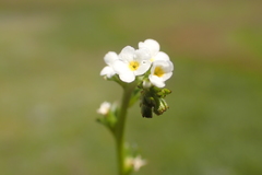 Plagiobothrys stipitatus micranthus