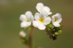 Plagiobothrys stipitatus micranthus