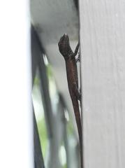 Anolis scriptus