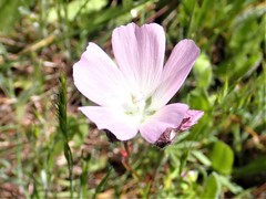 Sidalcea calycosa