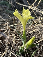 Iris caucasica