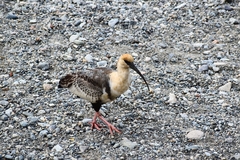 Theristicus melanopis