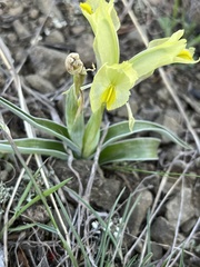 Iris caucasica