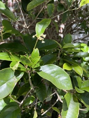 Osmanthus fragrans