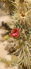 Cylindropuntia sanfelipensis