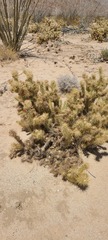 Cylindropuntia sanfelipensis