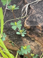 Cyclocarpa stellaris